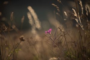DSC_4203 (2)